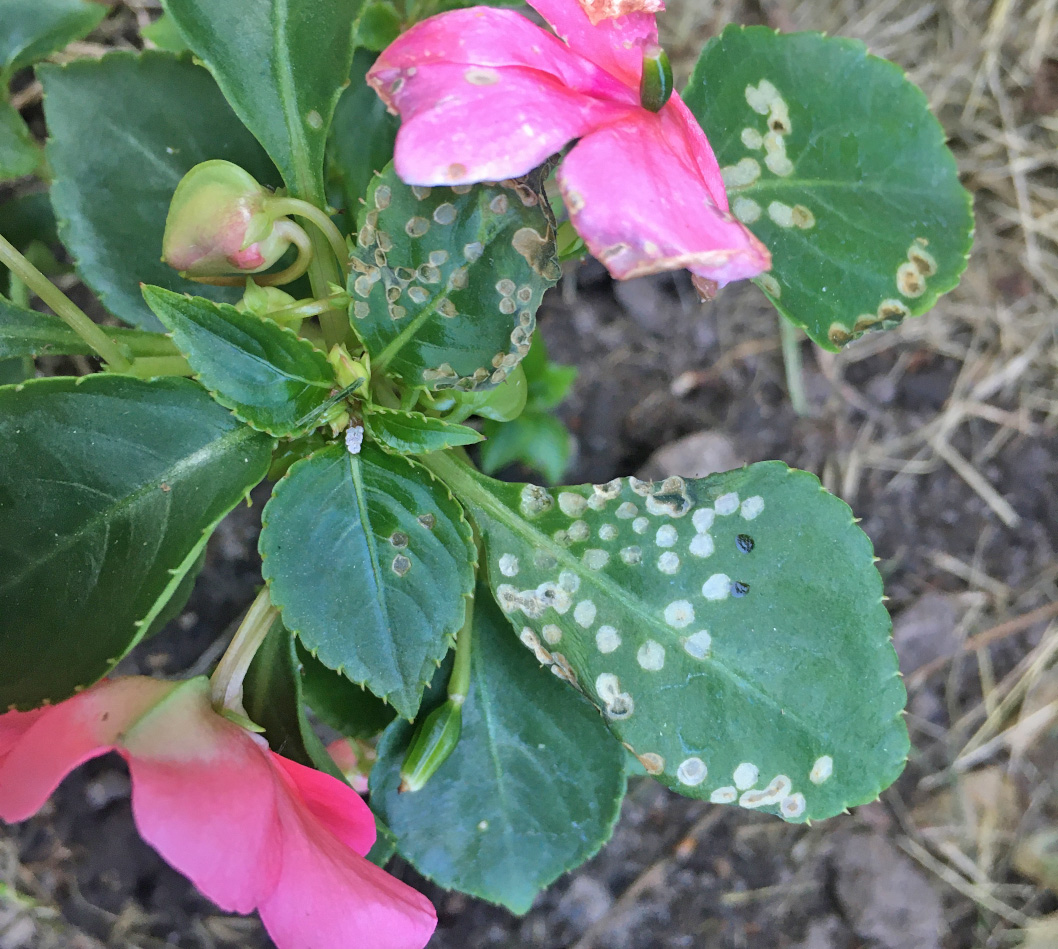 Fourlined plant bug damage on impatiens